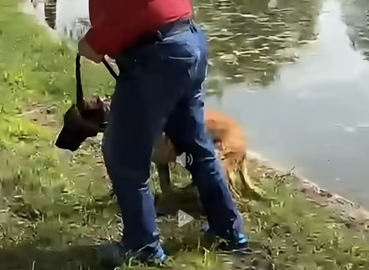 Bărbat din București, acuzat că a încercat să își înece câinele în lac. Imagini cu trecătorii care au sărit să-l salveze