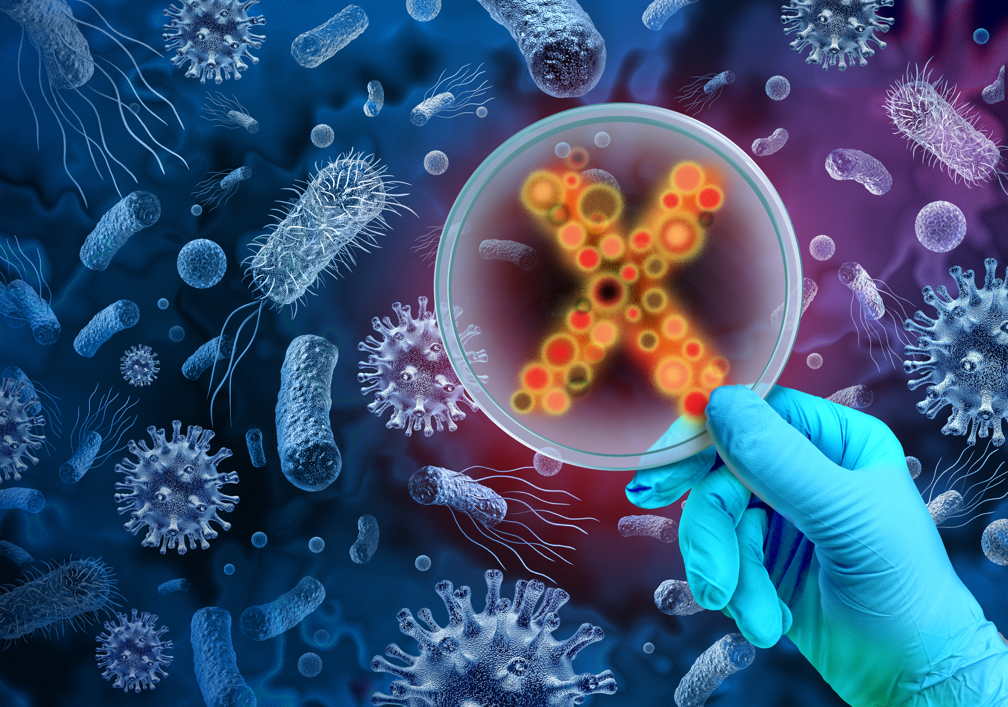 candida auris