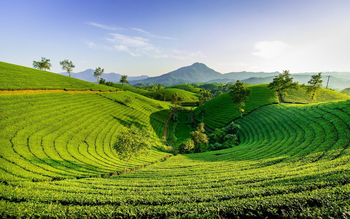 ceai verde din China, Longjing