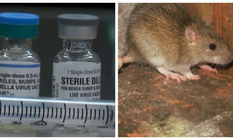 Focar de hantavirus, cu zeci de cazuri raportate anual, în Ucraina. De ce s-a aflat abia acum