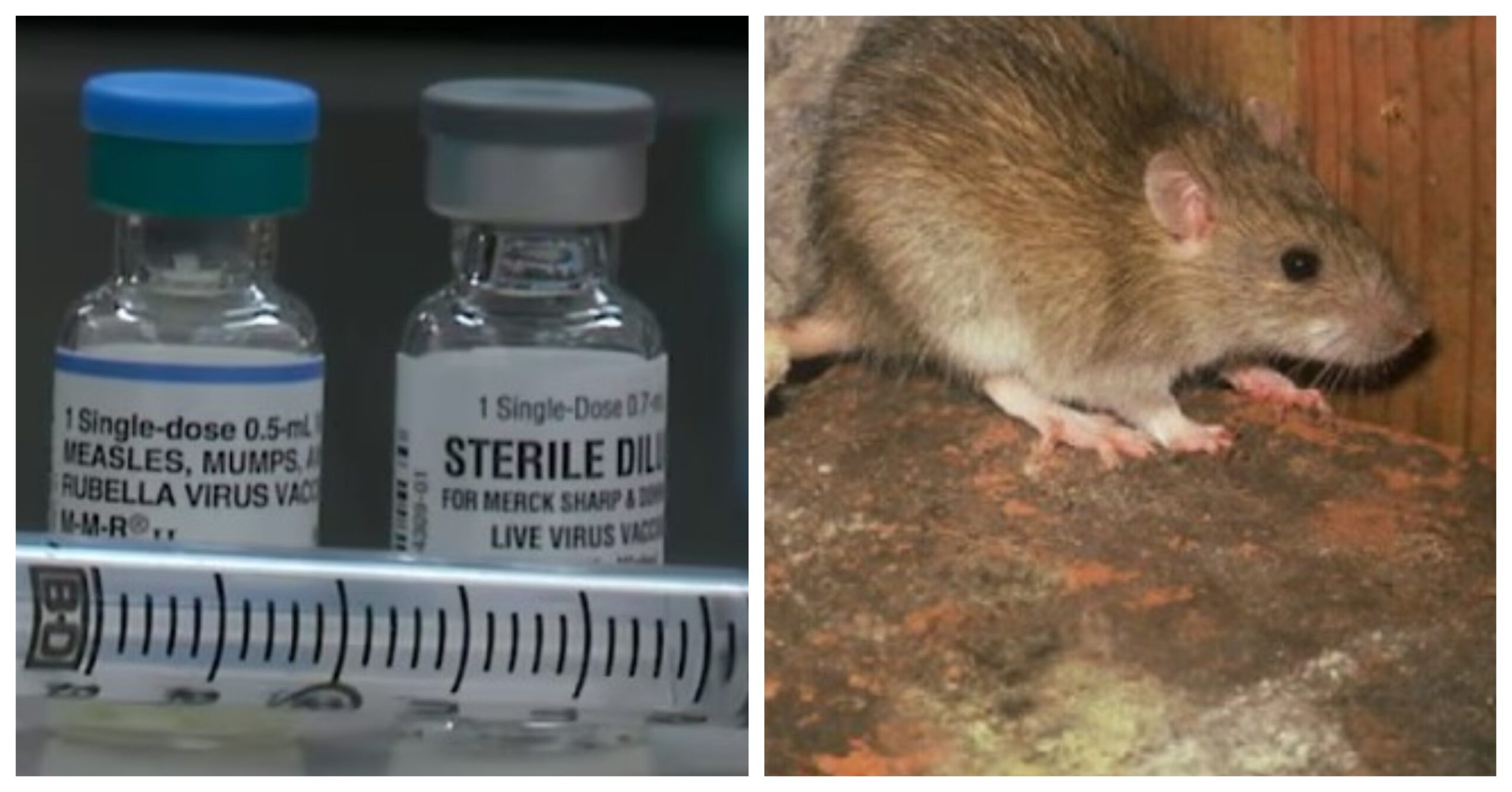 Focar de hantavirus, cu zeci de cazuri raportate anual, în Ucraina. De ce s-a aflat abia acum