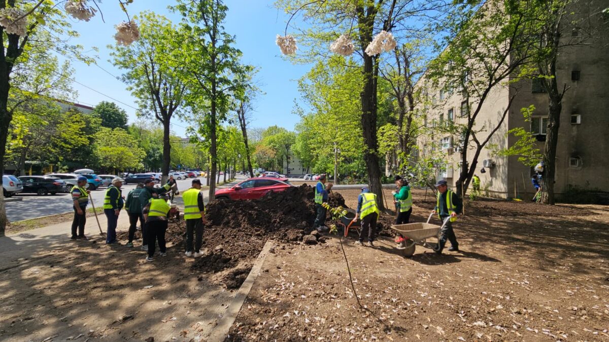 Primăvara înverzește grădinile dintre blocurile Sectorului 4!