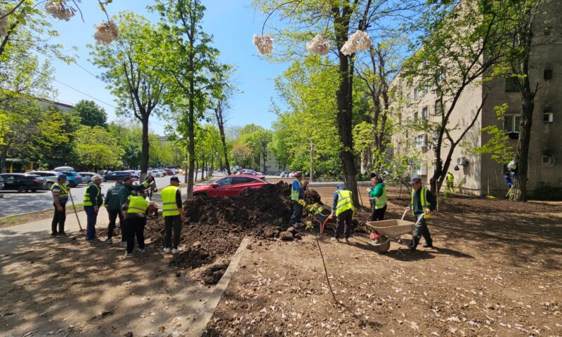 Primăvara înverzește grădinile dintre blocurile Sectorului 4!