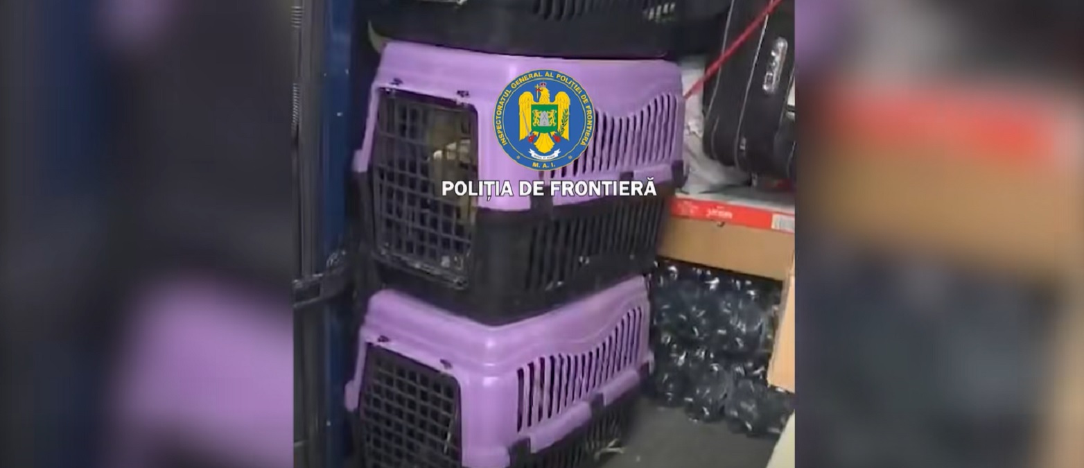 Cu ce se mai face trafic între România și Bulgaria. Descoperire neașteptată a vameșilor, la Giurgiu