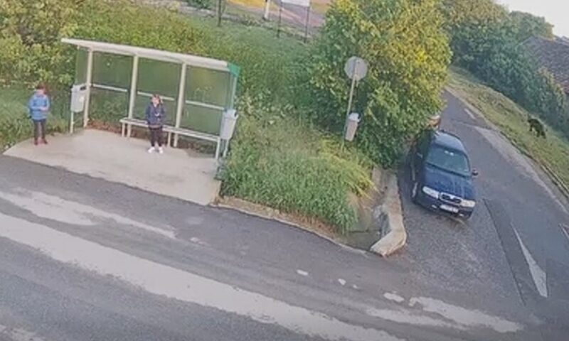 Urs filmat lângă o stație de autobuz din județul Cluj, în apropierea unei școli. Ce recomandări au transmis autoritățile