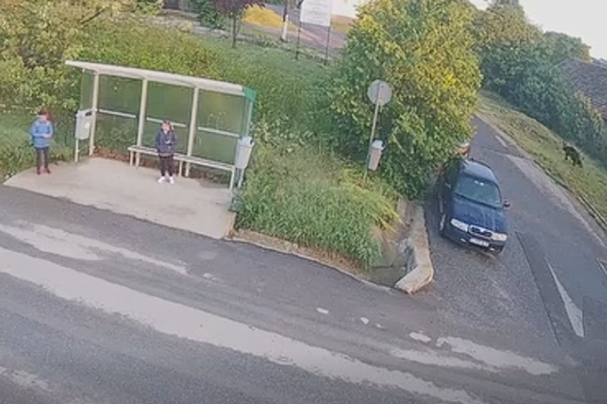 Urs filmat lângă o stație de autobuz din județul Cluj, în apropierea unei școli. Ce recomandări au transmis autoritățile