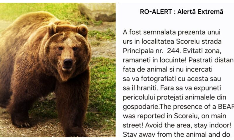 Un urs a fost semnalat într-o localitate din județul Sibiu. Ce mesaj au transmis autoritățile