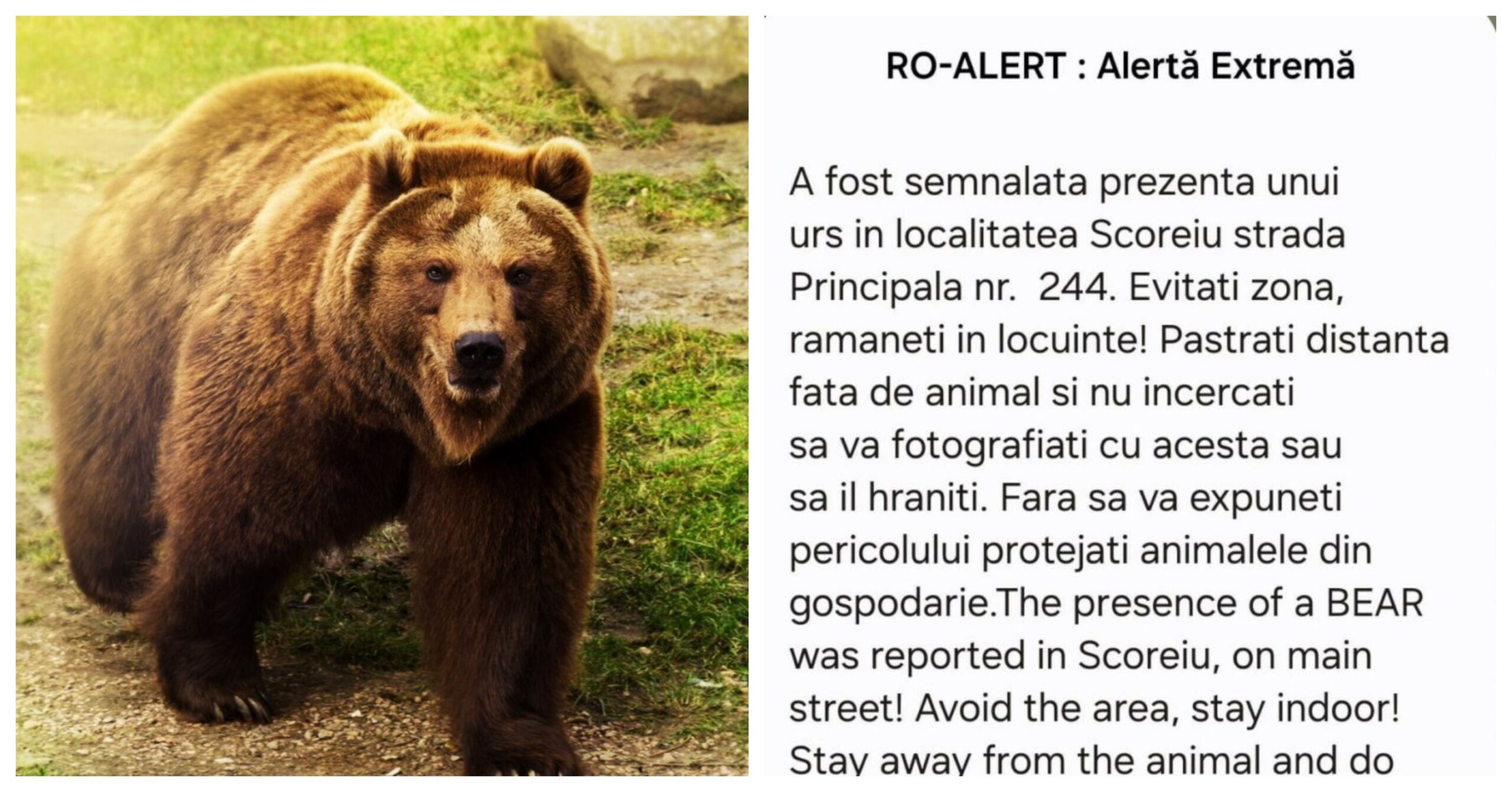 Un urs a fost semnalat într-o localitate din județul Sibiu. Ce mesaj au transmis autoritățile