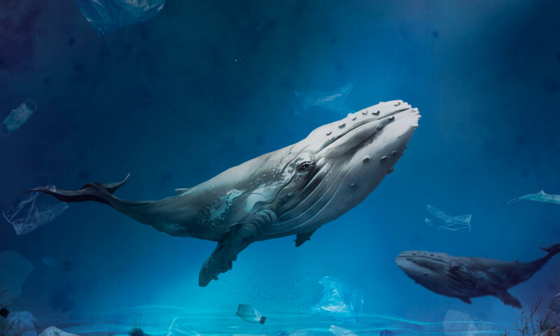 Descoperire spectaculoasă în adâncurile Oceanului Indian. Cercetătorii au găsit cel mai mare cimitir de balene din lume