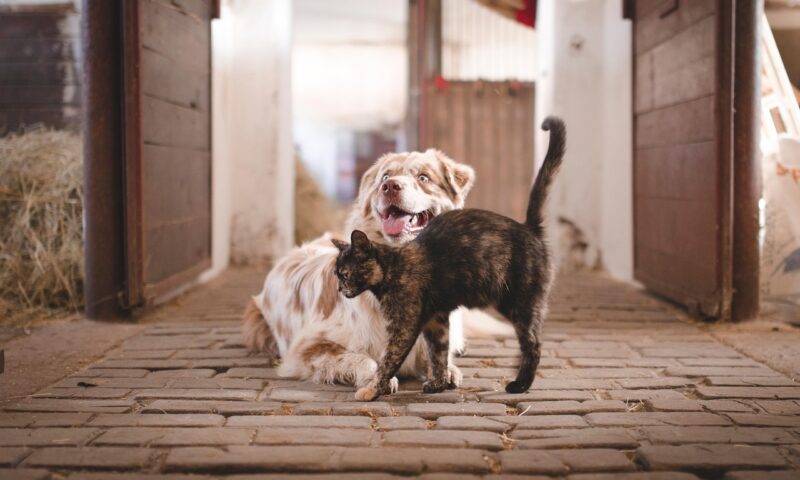TikTok, pericol pentru animalele de companie. Semnal de alarmă din partea specialiștilor