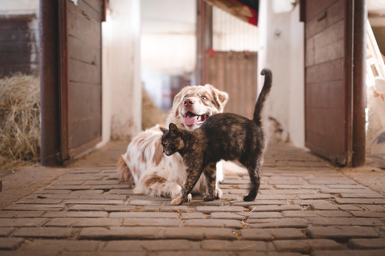 TikTok, pericol pentru animalele de companie. Semnal de alarmă din partea specialiștilor