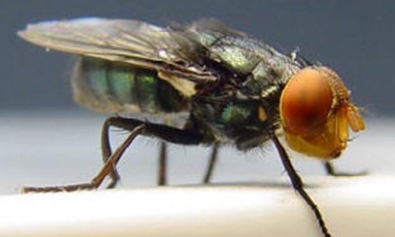 Alarmă în SUA: Musca parazită ce mănâncă de vii animalele a ajuns în Texas după 60 de ani