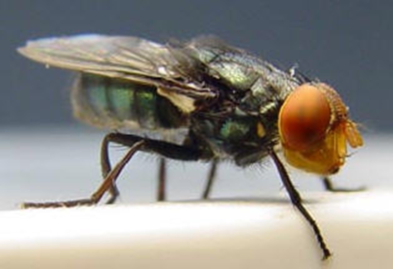 Alarmă în SUA: Musca parazită ce mănâncă de vii animalele a ajuns în Texas după 60 de ani