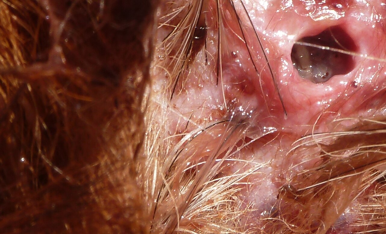 Cochliomyia hominivorax
