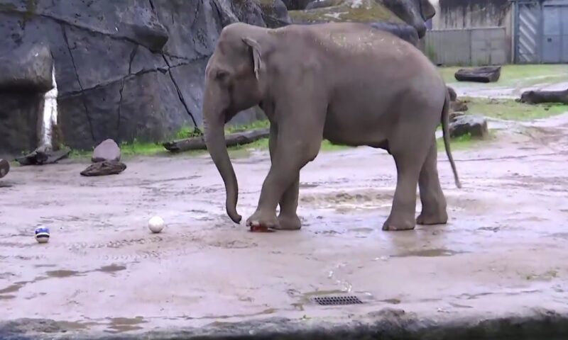 Primul pronostic inedit de la Cupa Mondială. Un elefant a ales deja câștigătoarea unui meci important