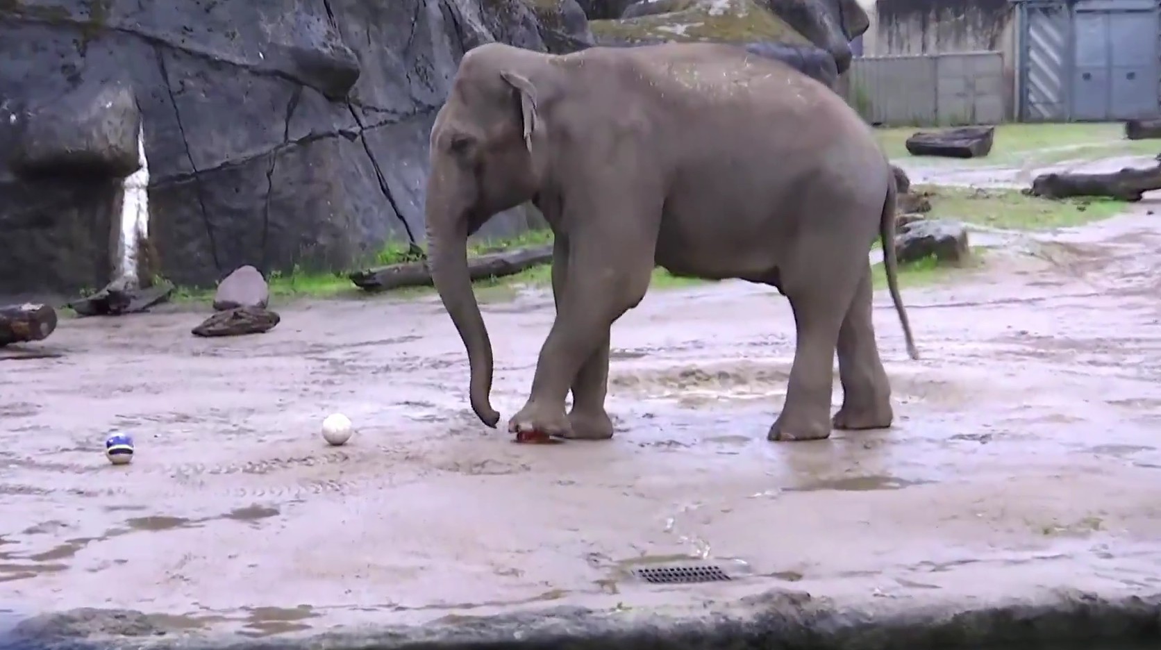 Primul pronostic inedit de la Cupa Mondială. Un elefant a ales deja câștigătoarea unui meci important