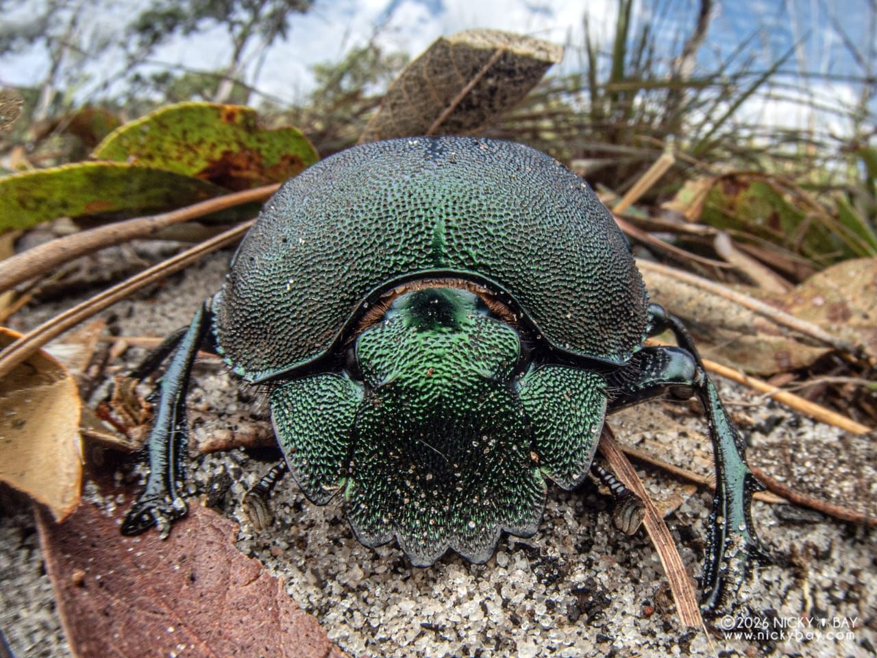 Greiere cu carapace