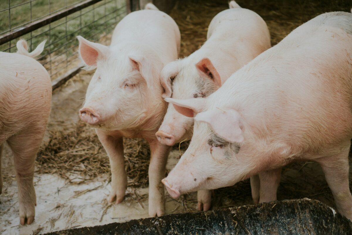 Pestă porcină africană la granița cu România. Mii de porci vor fi sacrificați