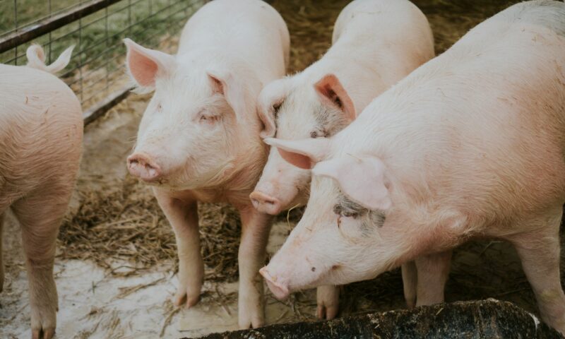 Pestă porcină africană la granița cu România. Mii de porci vor fi sacrificați