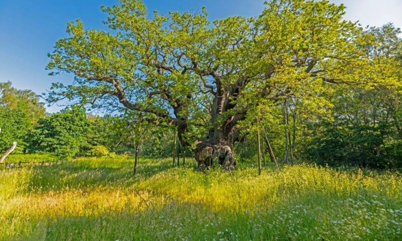A murit stejarul legendar al lui Robin Hood. „Major Oak” avea circa 1.200 de ani și ascundea o poveste celebră