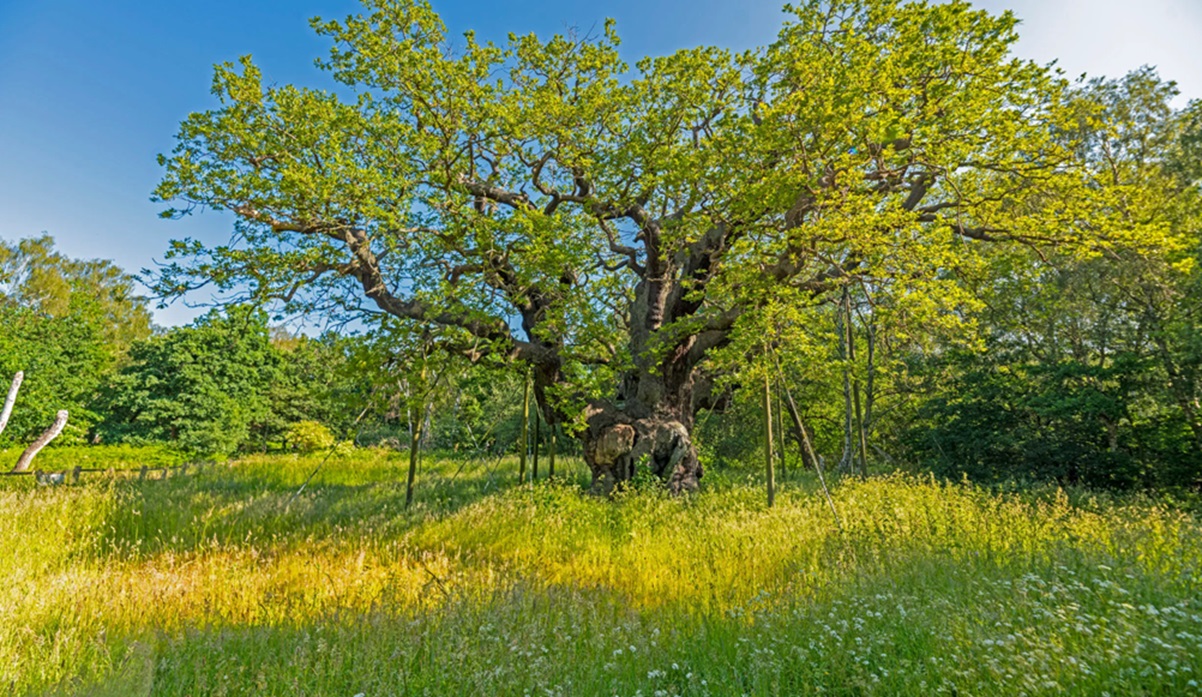 A murit stejarul legendar al lui Robin Hood. „Major Oak” avea circa 1.200 de ani și ascundea o poveste celebră