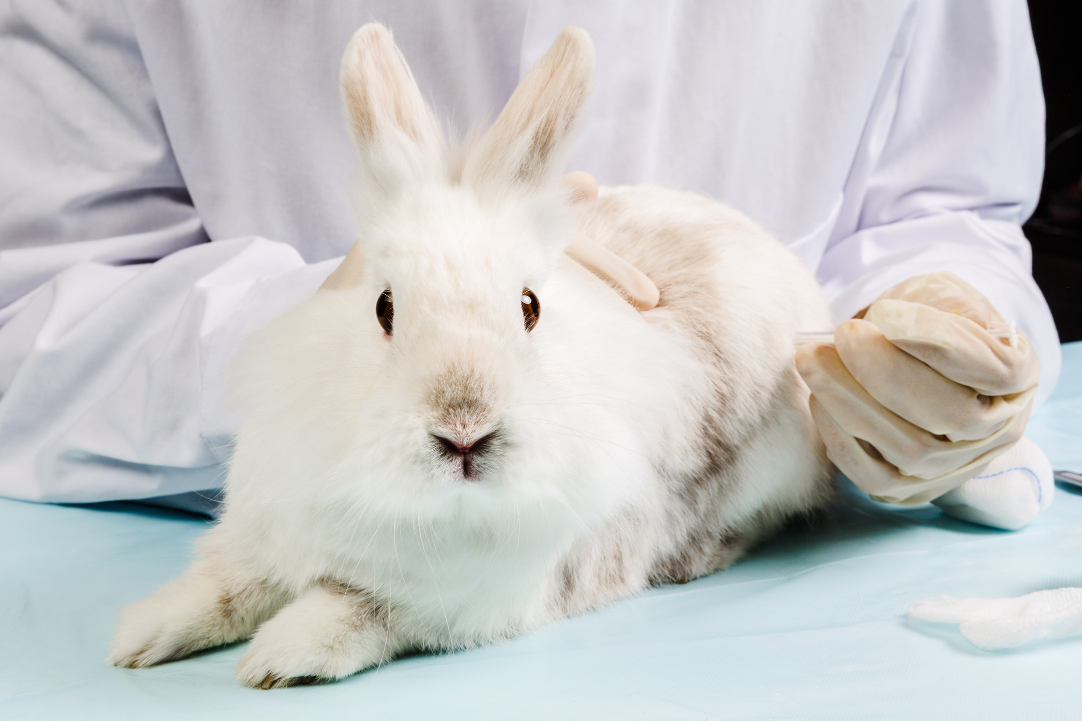 Uniunea Europeană pregătește eliminarea testelor pe animale. Inteligența artificială, un rol-cheie în proces