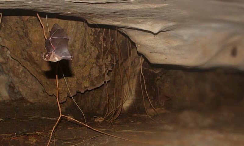 O descoperire rară surprinde comunitatea științifică. Un liliac văzut ultima dată acum 45 de ani trăiește încă în Nigeria