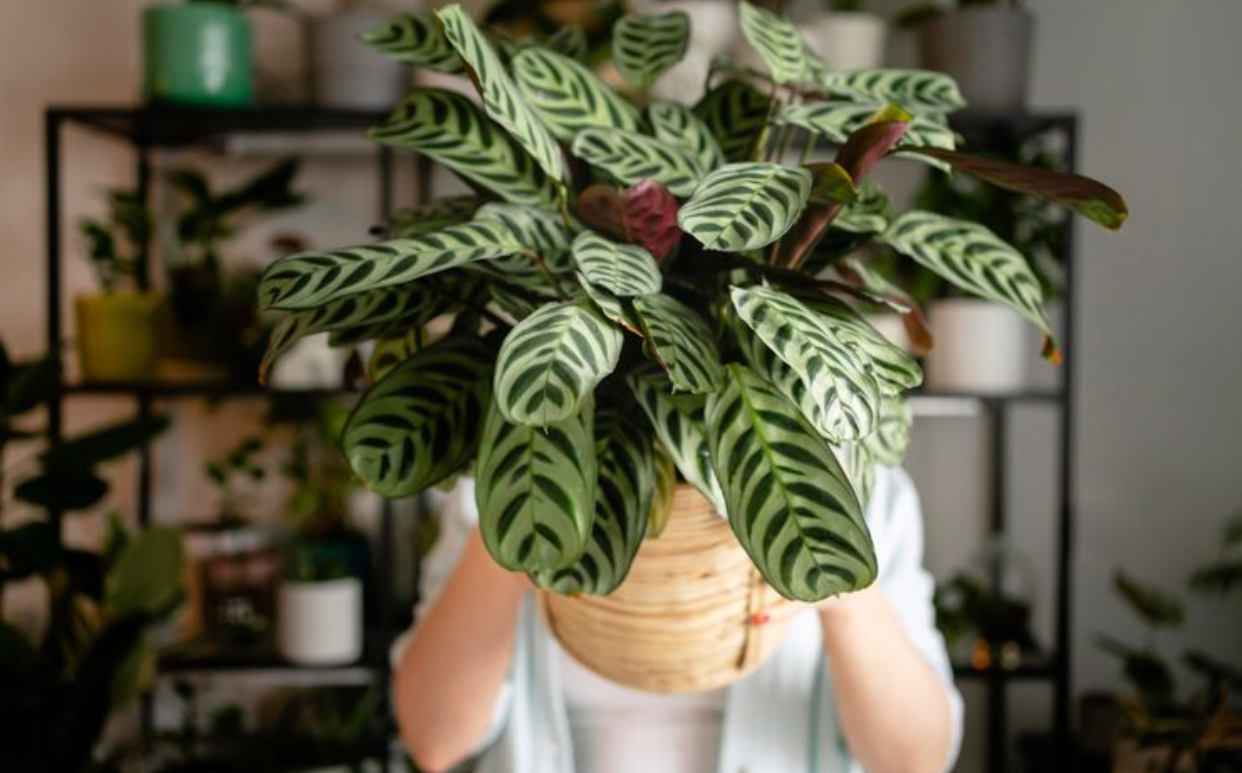 plante