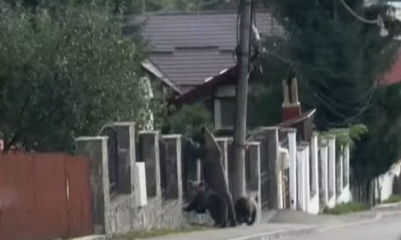 Cum ar trebui să procedezi dacă te întâlnești cu un urs. Metoda prin care poți evita o situație riscantă
