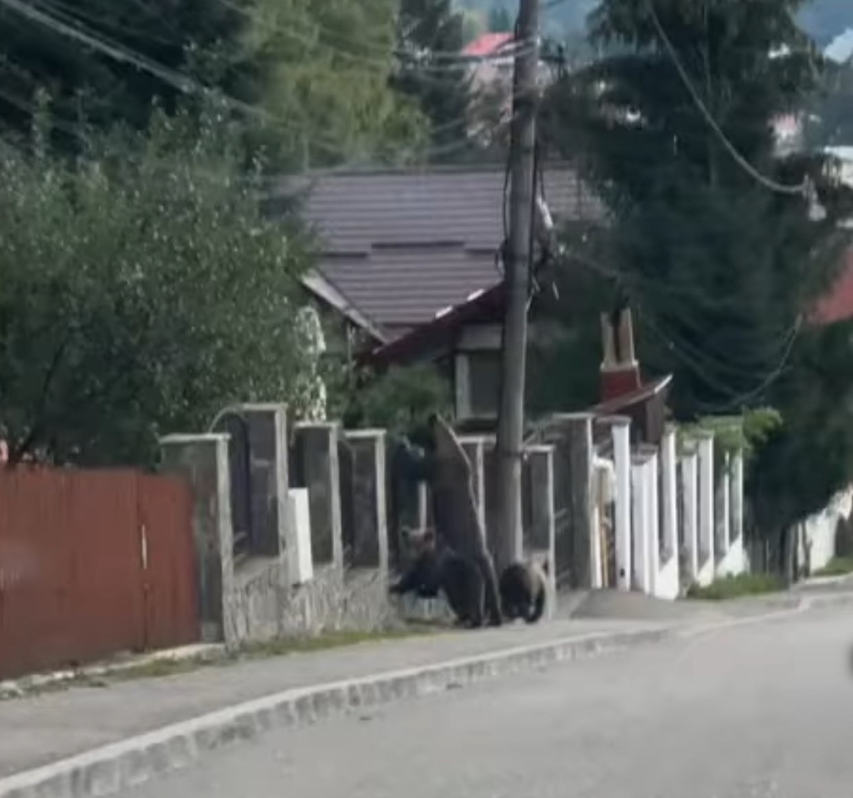 Cum ar trebui să procedezi dacă te întâlnești cu un urs. Metoda prin care poți evita o situație riscantă