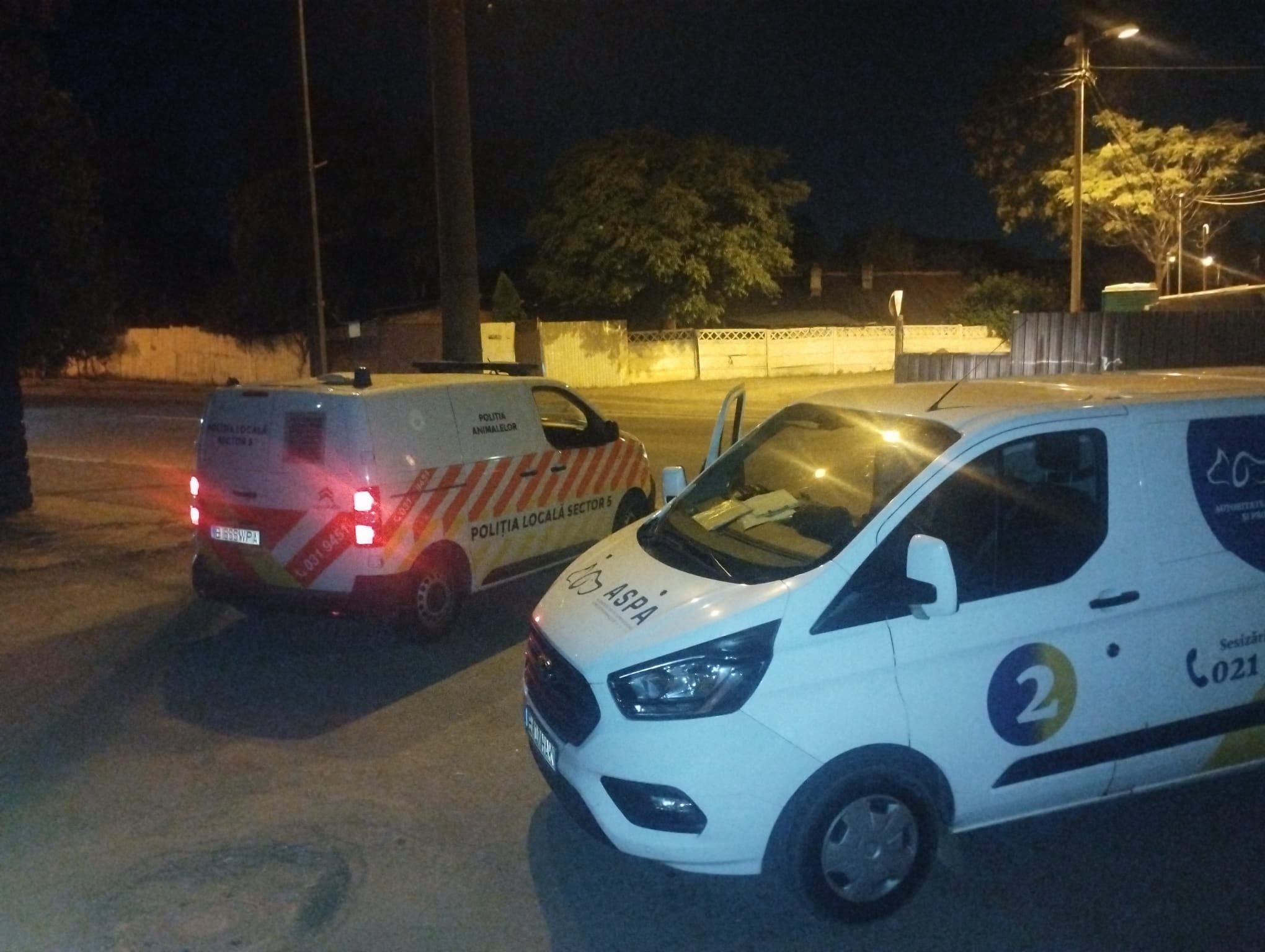Zeci de câini din București au ajuns în adăposturile ASPA. Care este sectorul cu cele mai mari probleme