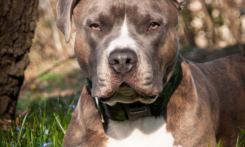 Câine din rasa Amstaff, capturat de jandarmii tulceni după ce i-a speriat pe trecătorii din zona Lacului Ciuperca