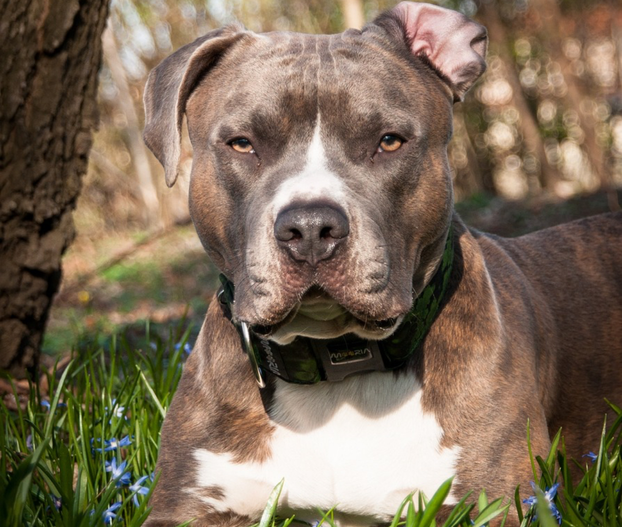 Câine din rasa Amstaff, capturat de jandarmii tulceni după ce i-a speriat pe trecătorii din zona Lacului Ciuperca
