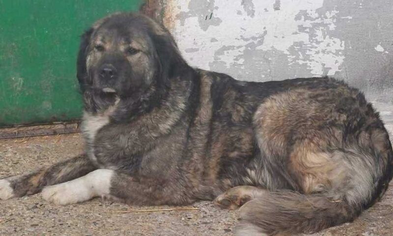 Amendă maximă pentru un bărbat care a abandonat un câine. Ce valoare are sancțiunea
