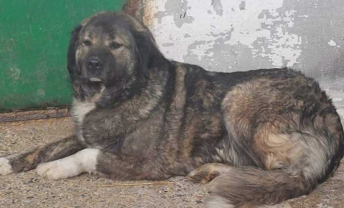 Amendă maximă pentru un bărbat care a abandonat un câine. Ce valoare are sancțiunea