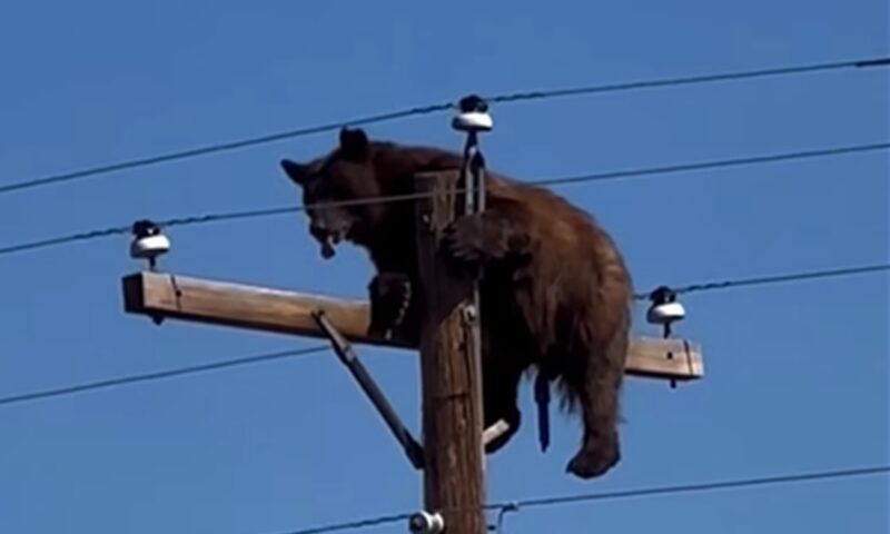 Un urs s-a urcat pe un stâlp de curent și a rămas blocat. Foto&Video