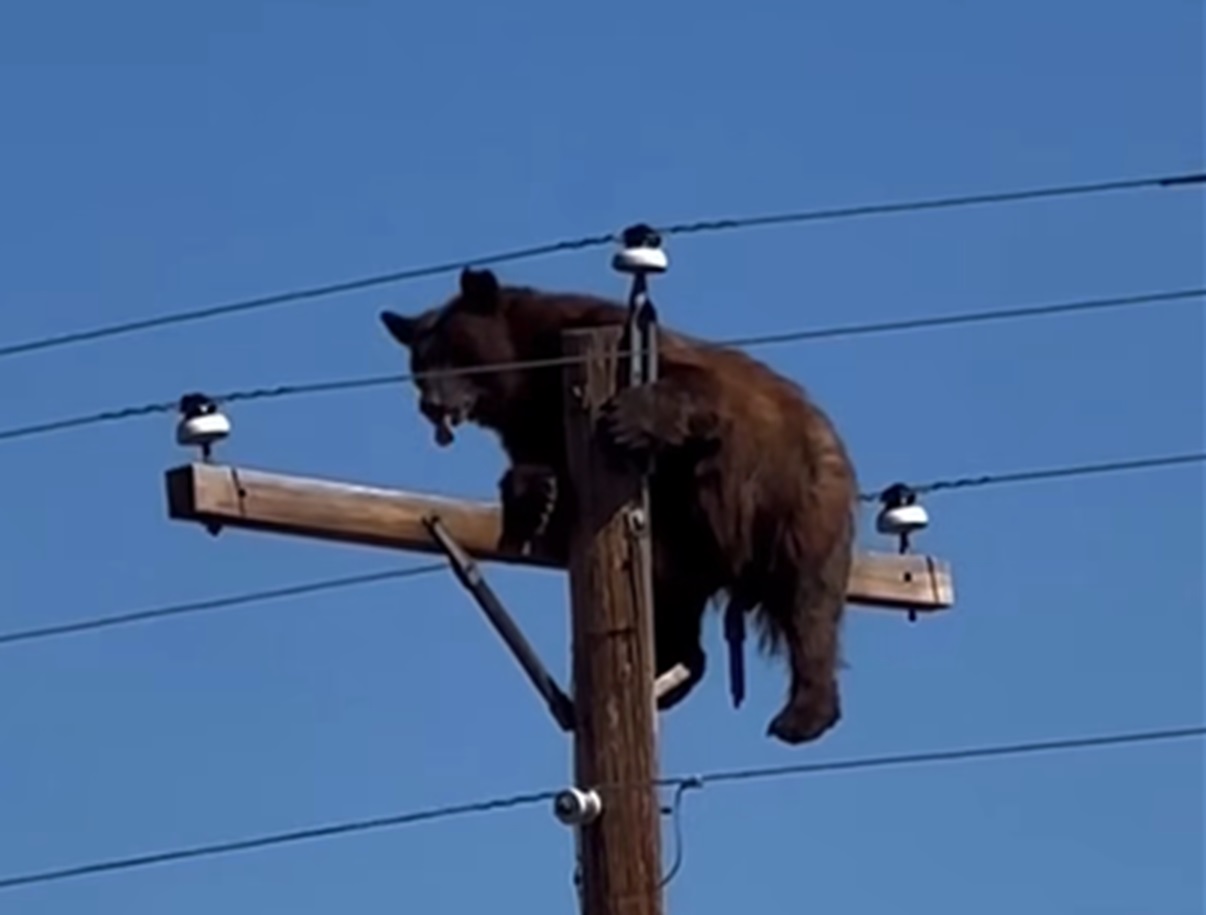 Un urs s-a urcat pe un stâlp de curent și a rămas blocat. Foto&Video