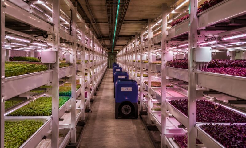 Viitorul agriculturii nu mai este la suprafață. Fermele subterane se extind în tot mai multe orașe