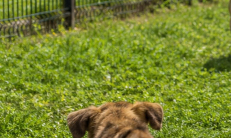 Zeci de animale maltratate, descoperite pe o plantație de canabis din Spania