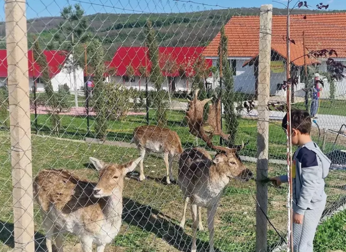 caprioarele lui Pașca