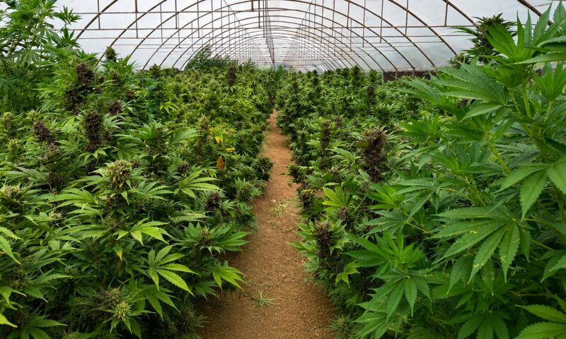 DIICOT a descoperit o cultură de 2.669 de plante de canabis în Neamț. Procurorii cer arestarea a doi suspecți