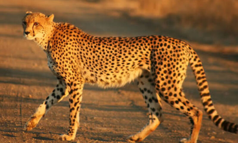 Zeci de specii de animale sălbatice, pe cale de dispariție din cauza războiului din Iran