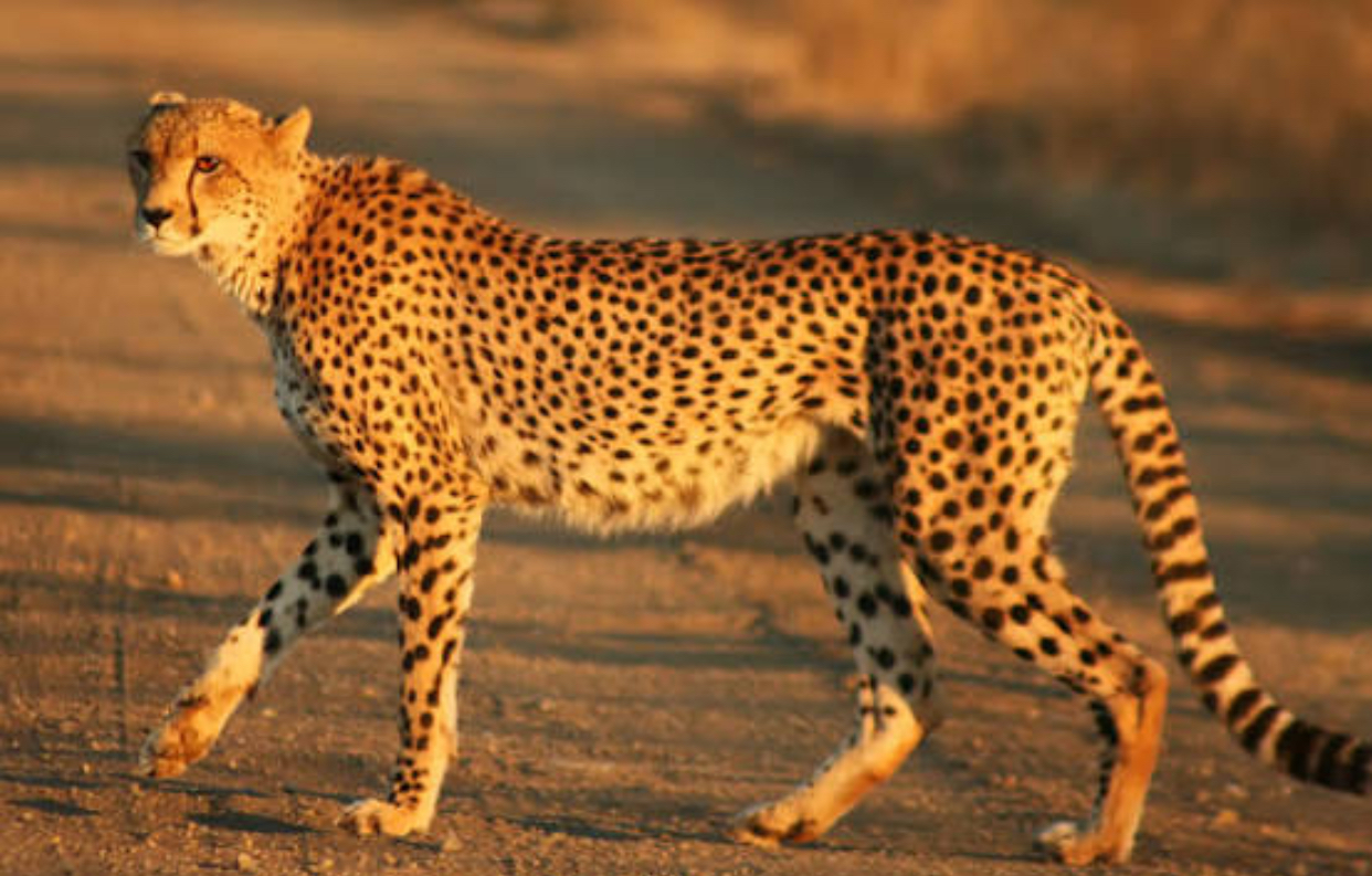 Zeci de specii de animale sălbatice, pe cale de dispariție din cauza războiului din Iran
