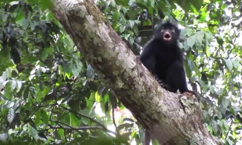 O nouă specie de maimuță, descoperită în Africa. Ce e atât de special