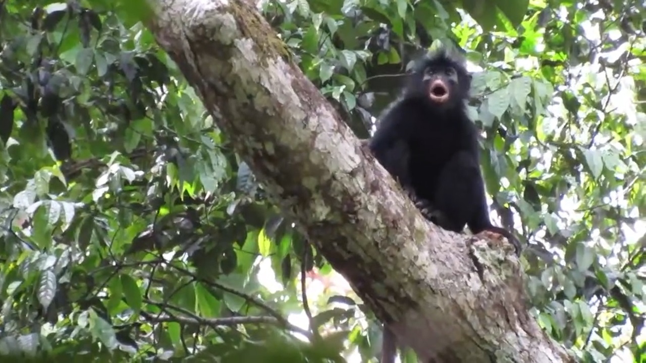O nouă specie de maimuță, descoperită în Africa. Ce e atât de special