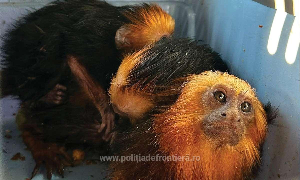 Control de rutină la vamă, surpriză în portbagaj: patru maimuțe și o poveste greu de crezut
