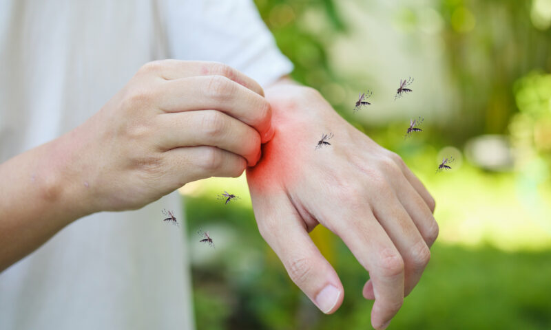 Cele mai eficiente soluții împotriva țânțarilor. Cum poți reduce rapid numărul insectelor din jurul casei