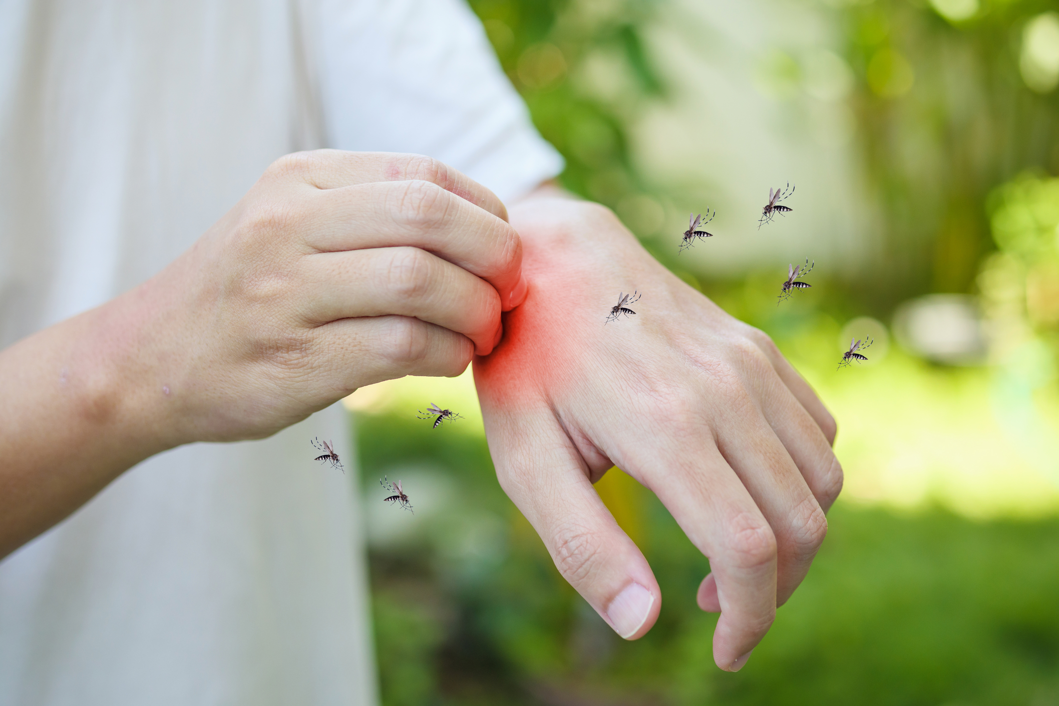 Cele mai eficiente soluții împotriva țânțarilor. Cum poți reduce rapid numărul insectelor din jurul casei