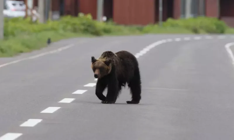 Panică după apariția unui urs pe unul dintre cele mai circulate bulevarde din Sibiu. A fost emis RO-ALERT