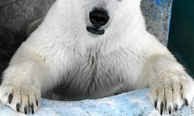 A murit Larissa, cea mai longevivă ursoaică polară aflată în captivitate. Avea 36 de ani